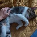 https://fr.holidog.com/ImagesPetSitters/4E150E35-D6A6-4AA5-8BD7-5B0FD6AD3965_square_120.jpg Une-petsitteuse-plein-d'amour-!-1012323-2