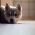 Mon-chien-Iwook-187508-1