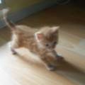 https://fr.holidog.com/ImagesPetSitters/4ECE76B1-7B84-4133-8049-02D8C9B4EAF1_square_120.jpg Pet-sitter-de-confiance.--1072795-1