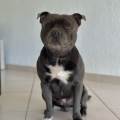 https://fr.holidog.com/ImagesPetSitters/4EDCA82E-F133-427F-AAAB-64AEDE8120E9_square_120.jpg 1114346-2