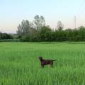 https://fr.holidog.com/ImagesPetSitters/4EFF6DCB-0592-496D-872F-64C23B067215_square_120.jpg Passionnée-et-amoureuse-des-animaux-1151056-2