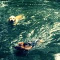 https://fr.holidog.com/ImagesPetSitters/4F2841D4-B26B-4574-B4DF-2A5B7A17EE41_square_120.jpg 65503-1