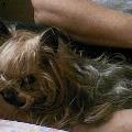 https://fr.holidog.com/ImagesPetSitters/4F9C645B-8268-4C40-AF4B-7F4CD9C20A43_square_120.jpg Mon-amour-pour-les-animaux-30318-1