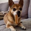 https://fr.holidog.com/ImagesPetSitters/4FCD2E25-03DF-4BAF-9CD3-0C93807DAAF6_square_120.jpg 1141539-0