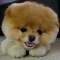 https://fr.holidog.com/ImagesPetSitters/4FE5250C-C526-4D38-A782-193BE094CE4F_square_120.jpg Un-amour-de-chien-124965-0