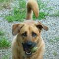 https://fr.holidog.com/ImagesPetSitters/4FFF359D-BD5B-46E3-9105-9CCEEED6C634_square_120.jpg Un-ami-et-petsitter-au-poil-!--414543-3