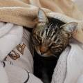 https://fr.holidog.com/ImagesPetSitters/50153C63-986C-40E0-8202-724AEB65DA1A_square_120.jpg Les-patounes-en-ballade-!-1056222-1