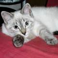 https://fr.holidog.com/ImagesPetSitters/50406E4D-2571-4AEB-AD82-28AEAFE8CBA1_square_120.jpg 1031605-2