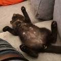 https://fr.holidog.com/ImagesPetSitters/508EB97F-DABB-4762-800C-51F45AEEE8DC_square_120.jpg Quelqu'un-a-demandez-un-petsitter-?-495438-1