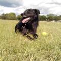 Pet-sitter-et-soigneur-animalier-357427-0