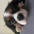 https://fr.holidog.com/ImagesPetSitters/51000BA0-9464-4BA0-99DB-CAC33F64FC41_square_120.jpg Je-garde-vos-bébés-les-week-end!-563653-0