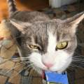 https://fr.holidog.com/ImagesPetSitters/519E27B4-5518-4D7A-9218-A91BB8AD2664_square_120.jpg Pet-sitter-chats-&-chiens-(94)-151664-3