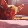 Compagnon-de-vos-animaux-1112429-0