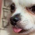 https://fr.holidog.com/ImagesPetSitters/51D74D3E-C3DD-47AB-BE9C-246C7BC1BD40_square_120.jpg Moments-de-détente-chien-ou-chat.-661094-1