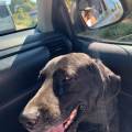 https://fr.holidog.com/ImagesPetSitters/521F6152-D46D-4A88-B933-65FA002043C4_square_120.jpg Dog-lover-1041063-2