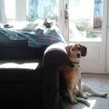 https://fr.holidog.com/ImagesPetSitters/522C0AED-9778-4C98-98D3-207E8C421721_square_120.jpg Chercheuse-en-bien-être-animal--374450-2