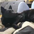 https://fr.holidog.com/ImagesPetSitters/52BCB5C2-EF1D-4C1B-8EA9-9556F3A51ADE_square_120.jpg Dog-Sitter-🐾-1061624-3