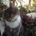 l'amour-des-chats-et-chiens--1073773-3