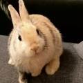 Petsitter-attenionnée-et-disponible-1069935-1
