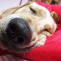 https://fr.holidog.com/ImagesPetSitters/533706DE-BFCC-41A6-B46B-980C75DD79C2_square_120.jpg Pour-l'amour-des-animaux-530173-2