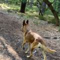 Virgin’Petsitter--1090539-1