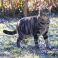 https://fr.holidog.com/ImagesPetSitters/53D4684A-DBF5-4425-B48A-0CA2E6701302_square_120.jpg Amoureuse-des-Chats-144982-2