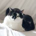 Pattes-et-Moustaches--1179161-3