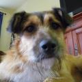 https://fr.holidog.com/ImagesPetSitters/54A7FEA3-C7EA-4E1A-BE5E-70411AA1327A_square_120.jpg Promeneur-de-chiens-122808-0