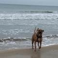 https://fr.holidog.com/ImagesPetSitters/54D2AE39-D053-4C36-A552-40CAFFDC38BF_square_120.jpg Le-paradis-des-chiens--557578-0