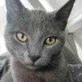 Pettsitter-tout-animal-623214-2
