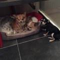 https://fr.holidog.com/ImagesPetSitters/554C6B94-FB57-4C08-AF2B-A7AEF6A18400_square_120.jpg La-maison-des-câlins--371996-0