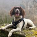 https://fr.holidog.com/ImagesPetSitters/557DC2F4-259B-4CE1-B428-A0F469A9CCEF_square_120.jpg 1064261-1