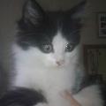 https://fr.holidog.com/ImagesPetSitters/55E66AA8-EBE9-48CC-99AE-C984ADD546FD_square_120.jpg Vos-animaux-seront-heureux-58121-2