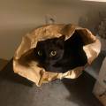 https://fr.holidog.com/ImagesPetSitters/5612733E-0BF4-43CB-81B0-EB84F8C25697_square_120.jpg L'amour-des-chats-914162-1