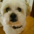 https://fr.holidog.com/ImagesPetSitters/56A47000-CDBD-4C98-A372-73934F838029_square_120.jpg amoureuse-des-animaux-365387-0