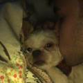 https://fr.holidog.com/ImagesPetSitters/56CD63F7-FD20-461E-95E8-A2651B73EE70_square_120.jpg --1041270-1