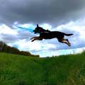 Les-vacances-pour-chats-82894-2