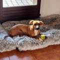 https://fr.holidog.com/ImagesPetSitters/5748E619-987D-4688-83CC-74574EB8C703_square_120.jpg Une-Petsitter-Passionnée--1114062-3