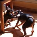 https://fr.holidog.com/ImagesPetSitters/5779DBF3-D2BA-4E9C-B021-0CB7B935C479_square_120.jpg Mille-et-une-pattes-pet-sitting-222046-2
