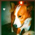 PATIENCE-ET-AMOUR--🐶🐈‍⬛💞-1100981-0