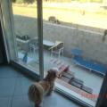 https://fr.holidog.com/ImagesPetSitters/57DB4727-F55C-4476-86F0-1B794D0ABAA5_square_120.jpg holyday--dogs-267523-2