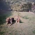 Comportementaliste-Chien-et-Chat--942796-3
