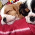 https://fr.holidog.com/ImagesPetSitters/58686A83-FE81-47E6-87AA-821B95C4BF01_square_120.jpg 121328-1