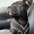 Virgin’Petsitter--1090539-2