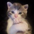 https://fr.holidog.com/ImagesPetSitters/58EF429F-CB58-4551-9991-9712318F7C10_square_120.jpg 1059653-2