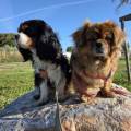 https://fr.holidog.com/ImagesPetSitters/590E23D8-CBEA-4D93-9B7F-B0AAC6B1CE8C_square_120.jpg DAMIDO-PETSITTER-78-1053211-2