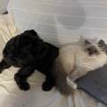 https://fr.holidog.com/ImagesPetSitters/59134566-2D46-46B9-90B7-254E5213868F_square_120.jpg la-maison-des-animaux--799475-2