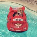 https://fr.holidog.com/ImagesPetSitters/59F4F46E-9FCD-488A-B0DF-2FFA7C498E2A_square_120.jpg Beagle-home-449721-0