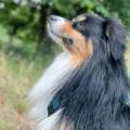 Le-bonheur-des-chiens--1065678-0