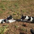 https://fr.holidog.com/ImagesPetSitters/5A078EBD-3B5F-4A2C-807E-6763AFC7834E_square_120.jpg Garde-chien/chat-246921-3